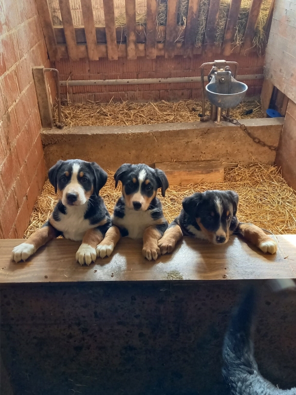 unsere Hunde